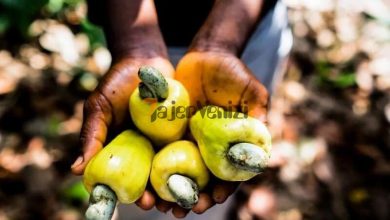 عکس دیده نشده از میوه عجیب بادام هندی که از دیدنش تعجب خواهید کرد! + تصاویر –   تاجر ونیز