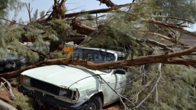 خسارات فروان و نابودی درخت ها درپی طوفان شدید در کرج + فیلم –   تاجر ونیز
