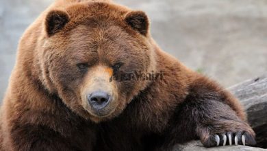 خرس قهوه‌ای ۳ نفر را لت‌وپار کرد +فیلم –   تاجر ونیز