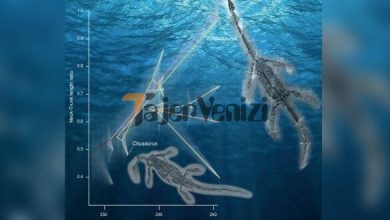 هیولای دریایی ۲۵۰ میلیون ساله در در دریاهای چین کشف شد + عکس –   تاجر ونیز