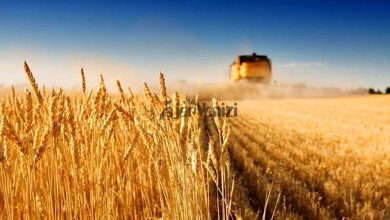 تعیین نرخ گندم برای سال زراعی ۱۴۰۳-۱۴۰۲ –   تاجر ونیز