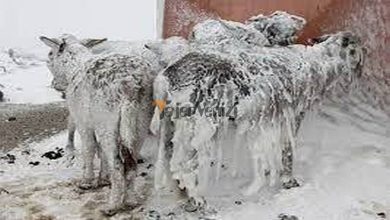 منجمد شدن حیوانات در سرمای منفی ۵۲ درجه شمال نروژ + فیلم –   تاجر ونیز
