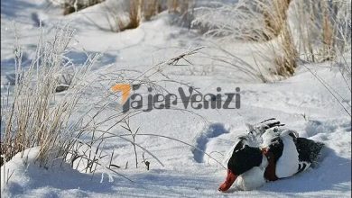 تصاویری تلخ از یخ زدن هزاران پرنده در کنار دریاچه / فیلم –   تاجر ونیز